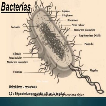 BACTERIAS GRAM positivas y bacterias gram negativas | PDF