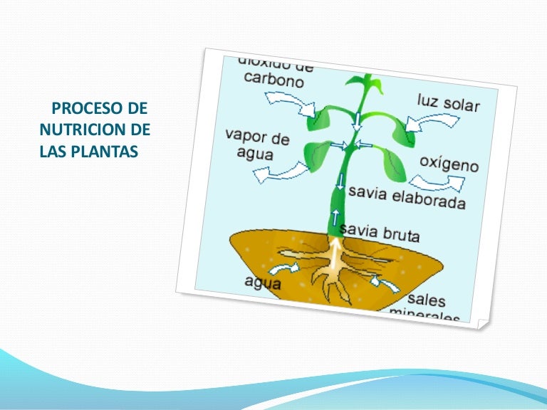 Proceso de nutricion de las plantas Proceso de nutricion de las plantas