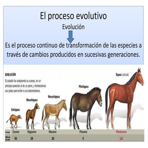 Proceso evolutivo