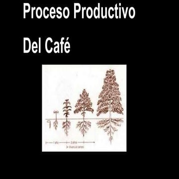 Proceso productivo del café