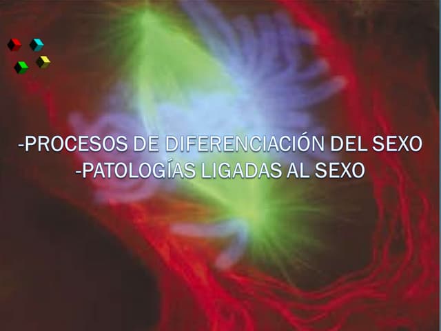 diferenciacion de sexos