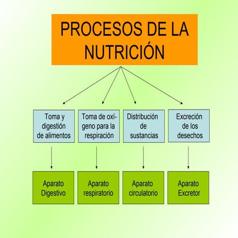 LA NUTRICIÓN