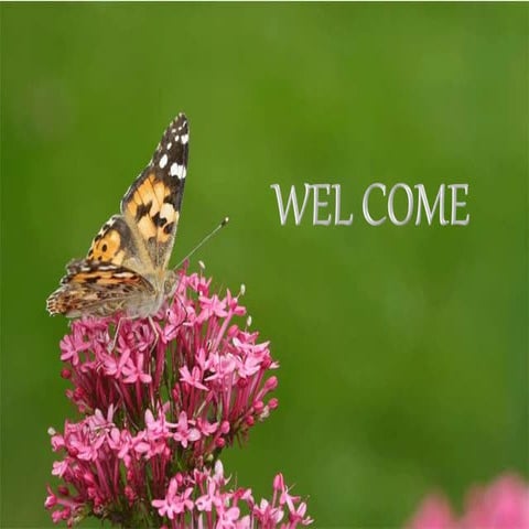 Processing of cashew