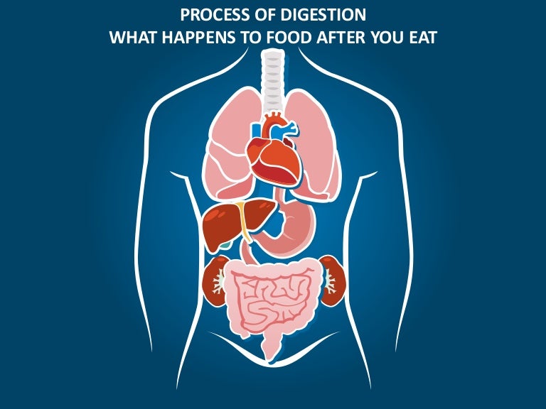 Process of digestion what happens to food after you eat