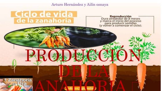 🥕producción de la zanahoria 401 matutino cobaem plantel 48 🥕.pptx
