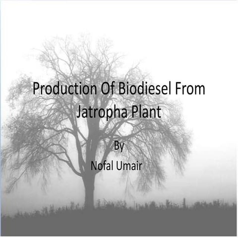 Production of biodiesel from jatropha plant