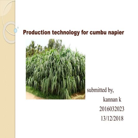 Production technology for cumbu napier