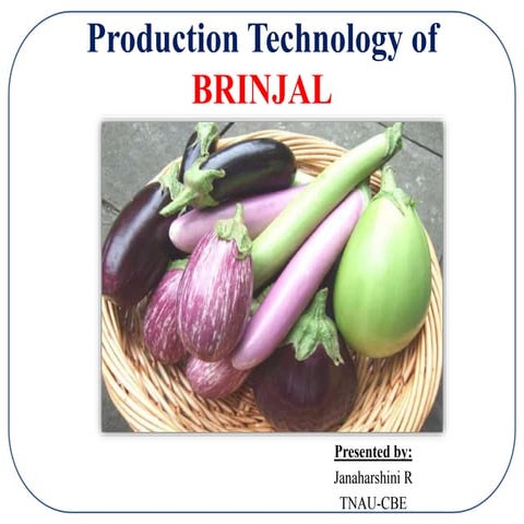 Production technology of Brinjal -Solanum melongena