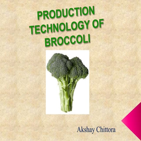 Production technology of broccoli