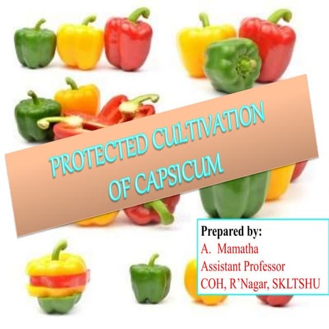 Production technology of Capsicum.ppt