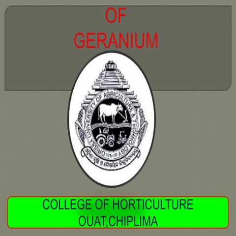 Production technology of geranium