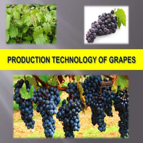 Production technology of grapes