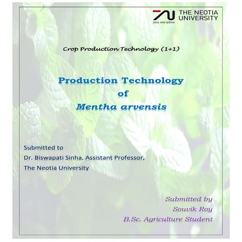 Production technology of Mentha