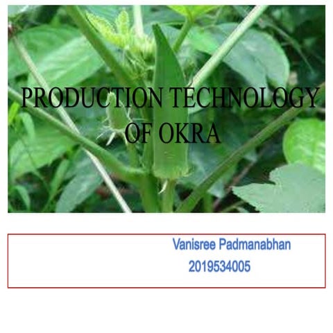 Production technology of okra