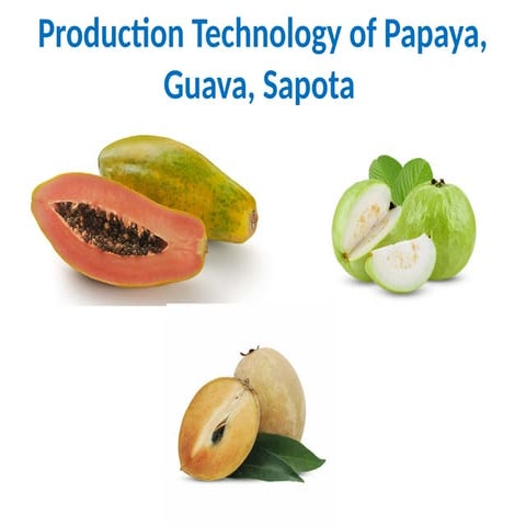 Guava | PPTX