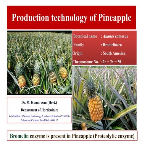 Advances in Production Technology of Pineapple.pdf