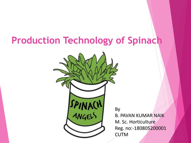 Production technology of spinach