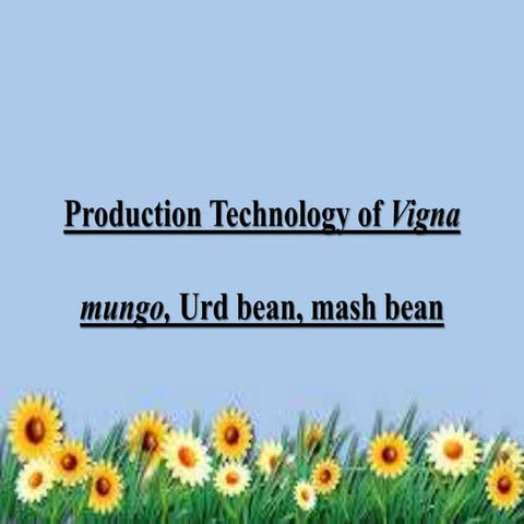 Production technology of vigna mungo,mash bean