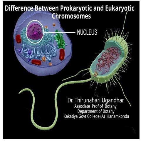 Pro & Eukaryotic Chromosomes.pp  Thirunahari Ugandhartx