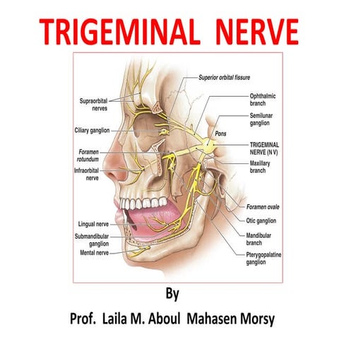 Prof. laila kAU  Trigeminal  Nerve .