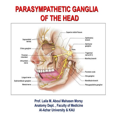 Prof. laila 2017  kau  parasympathetic ganglia