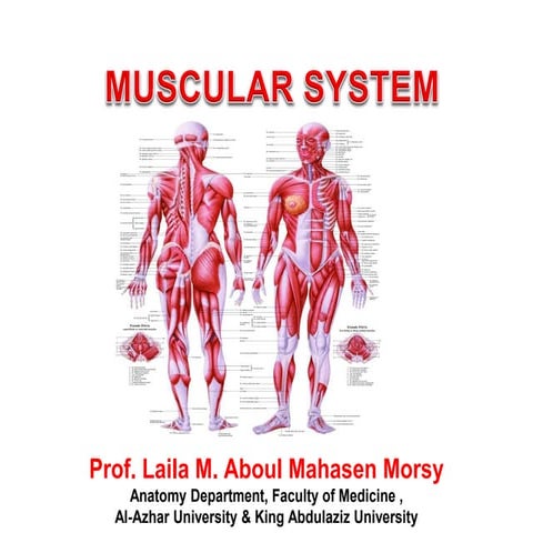 Prof. laila   muscular system 2018