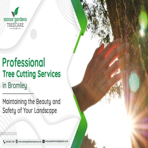 2 Reasons Why Tree Surgeons Tell to Remove a Rotting Tree Stump.pptx