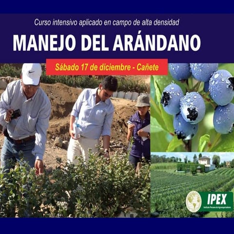 Programa manejo de Arándano 