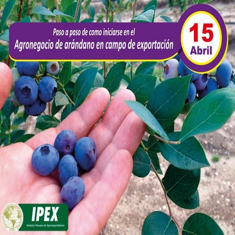 Programa  de arandano en campo
