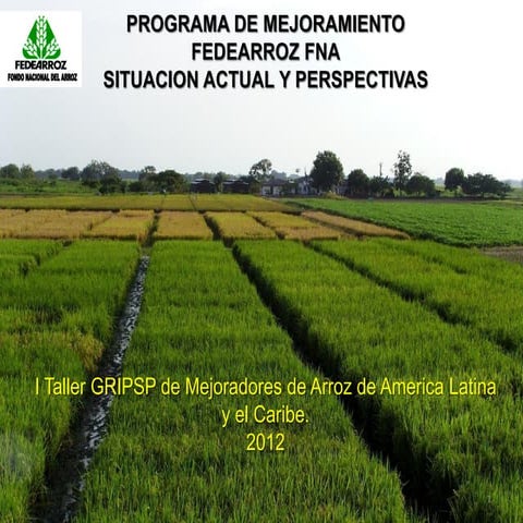 Programa de mejoramiento Fedearroz FNA situacion actual y perspectivas