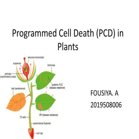 Programmed cell death (pcd) in plants