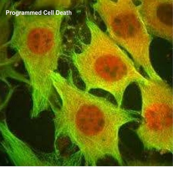 Programmed death2