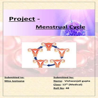 Menstrual Cycle