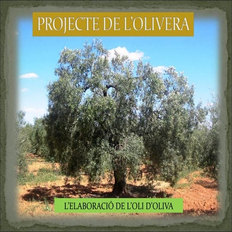 Projecte De L’Olivera
