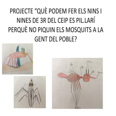 Projecte mosquits