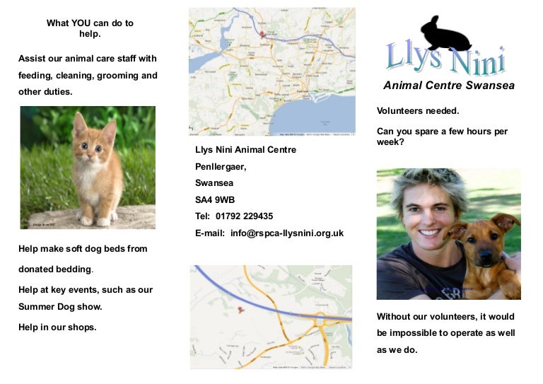 llys nini dogs for adoption