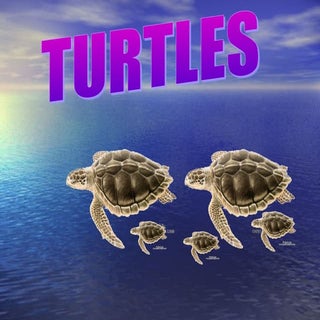 Turtles ESL primary school presenta...
