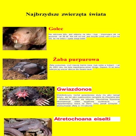 Chomiczki | PPTX