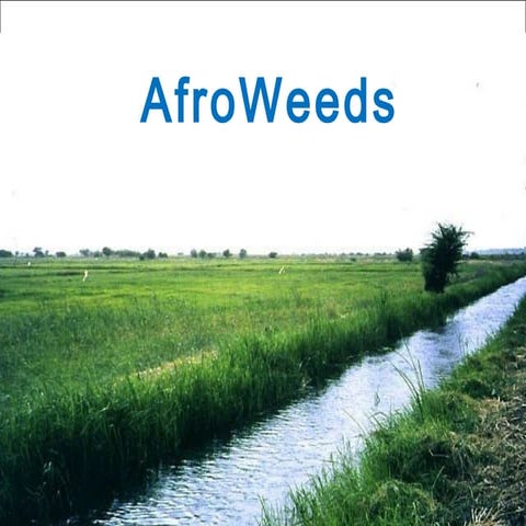 Projet afro weeds