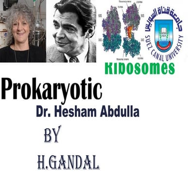 Prokarotic ribosome  amazing 