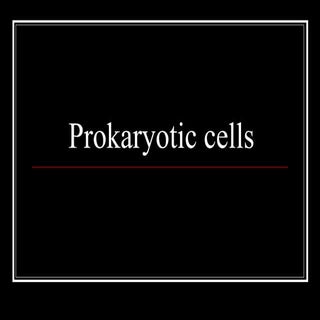 Prokaryotes - introduction IB Biology