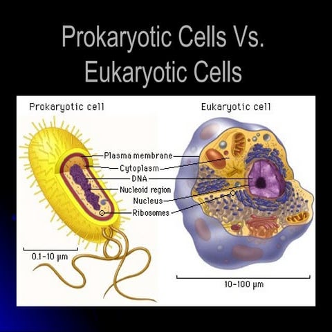 prokaryotic cells versus eukaryotic cells | PPT