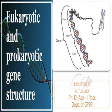 Prokaryotic and eukaryotic gene structures