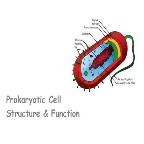 Prokaryotic cell.pptx