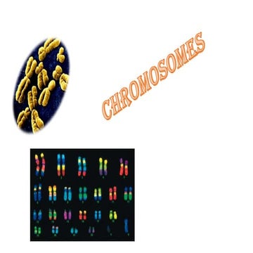 Prokaryotic chromosome structure and organization