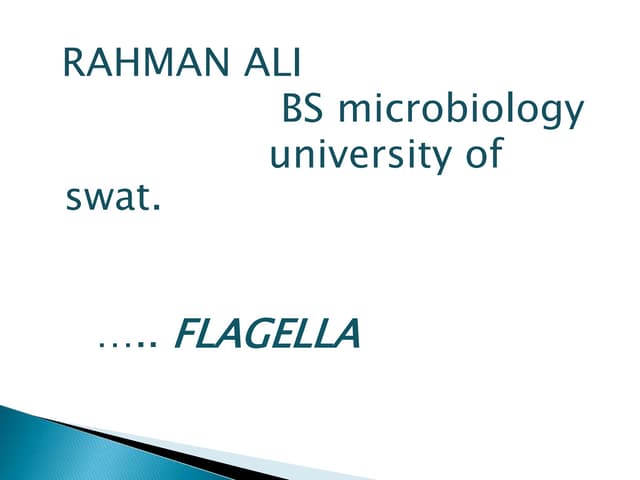 flagella structure and function