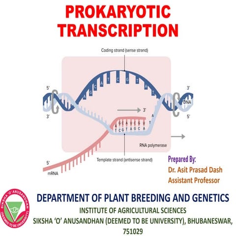 Prokaryotic transcription