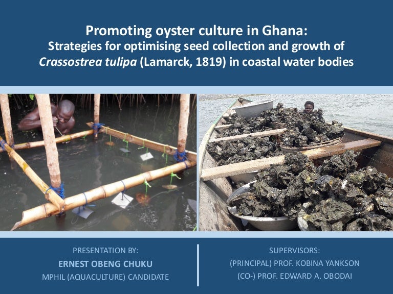Promoting oyster aquaculture in Ghana Strategies for optimising seed…