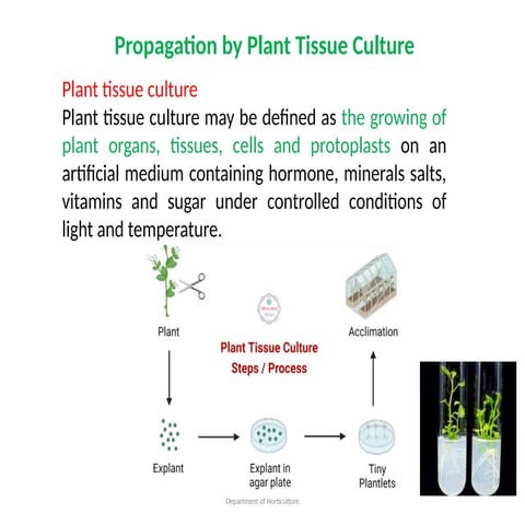 Comprehensive Guide to Plant Tissue Culture and Micropropagation ...