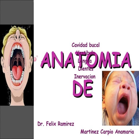 Cavidad Bucal Anatomia Humana Resume Organizado Ppt
